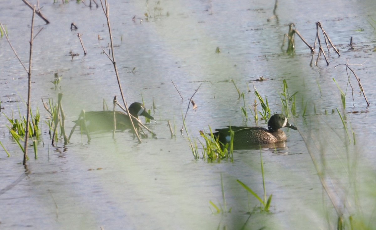 Blue-winged Teal - ML618652711