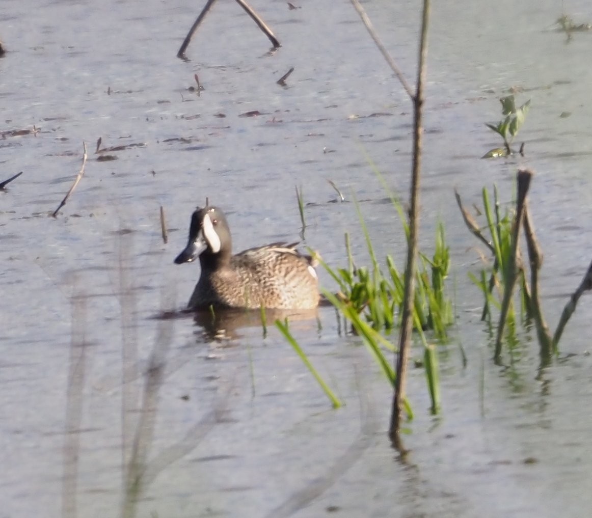 Blue-winged Teal - ML618652712