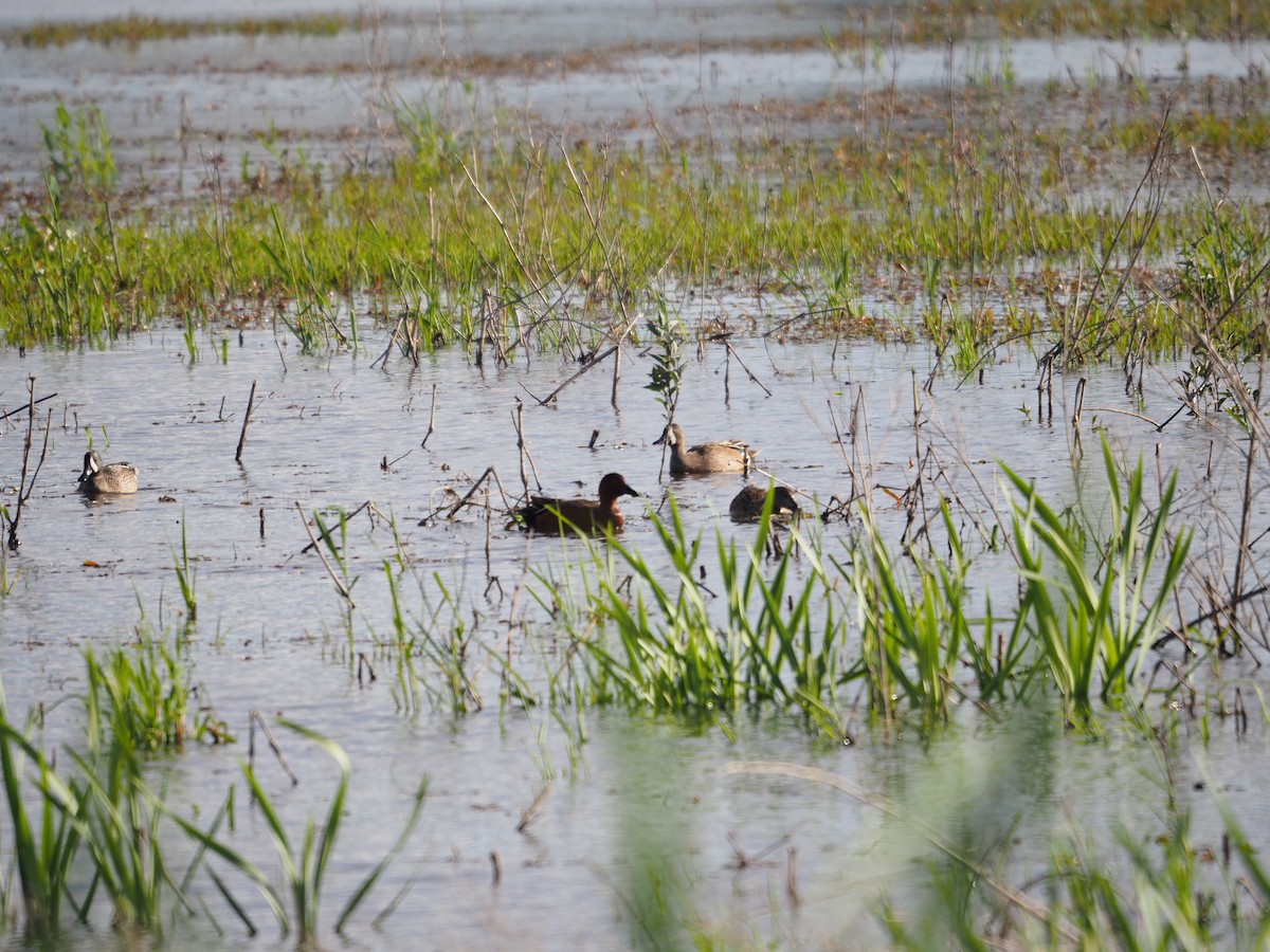 Blue-winged Teal - Jasper Jon