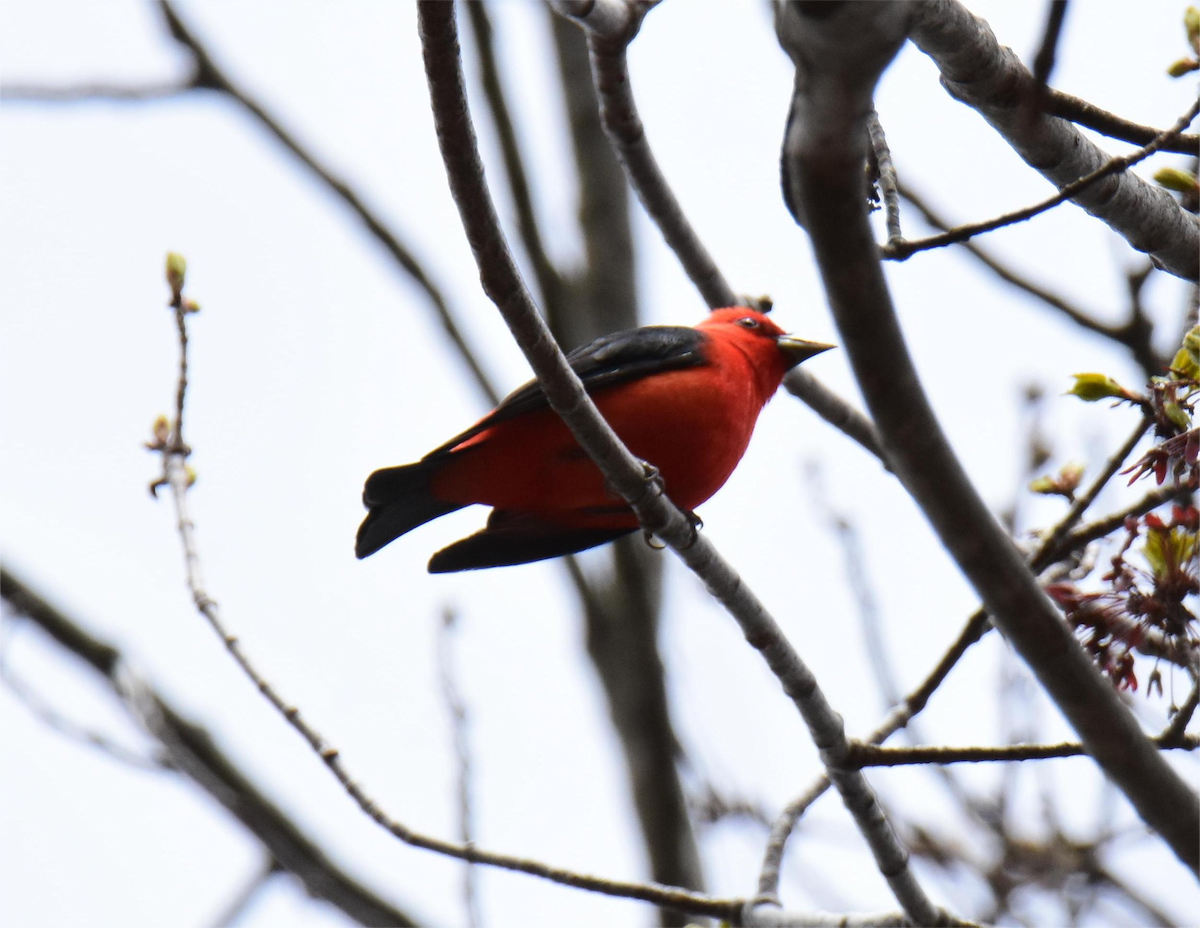 Scarlet Tanager - Zachary Peterson