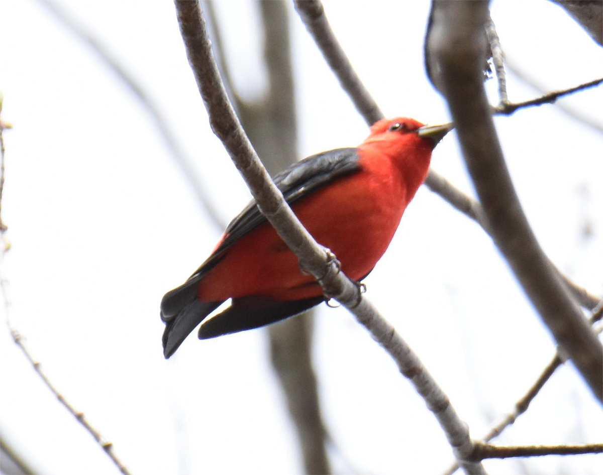 Scarlet Tanager - Zachary Peterson