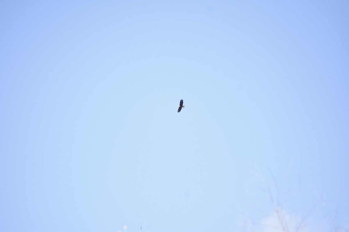 Bald Eagle - ML618652749