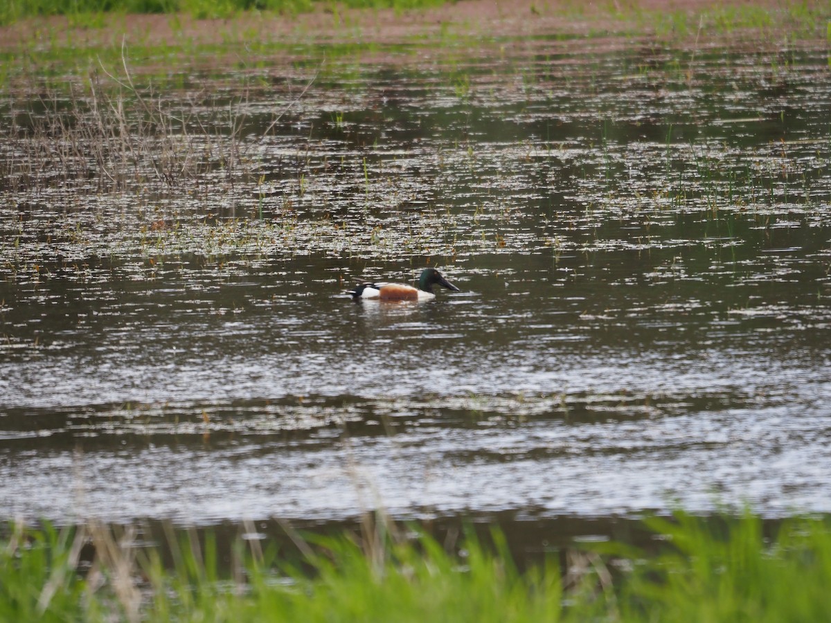 Canard souchet - ML618652760