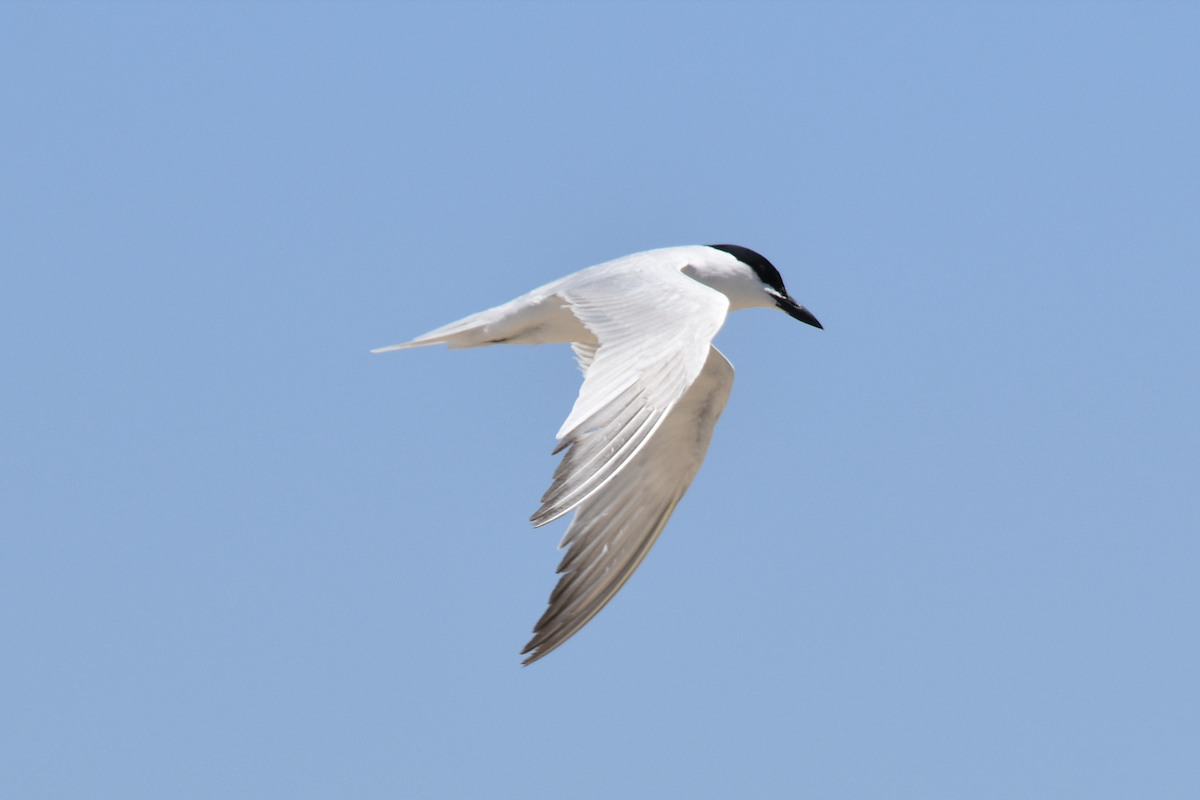 Gull-billed Tern - ML618652762