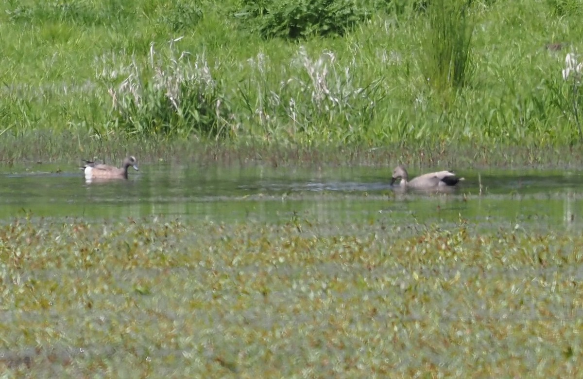 Gadwall - ML618652771