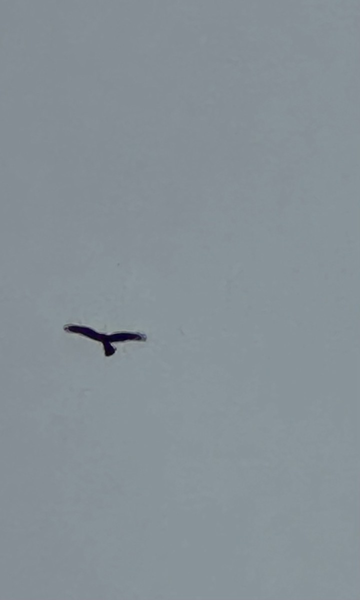 Northern Harrier - Anthony Newcomer