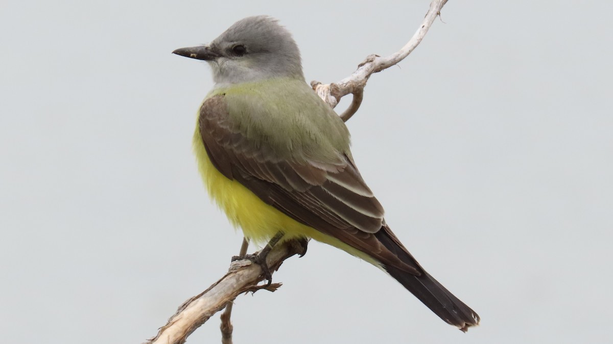 Western Kingbird - ML618652809