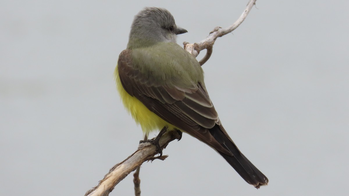 Western Kingbird - ML618652810