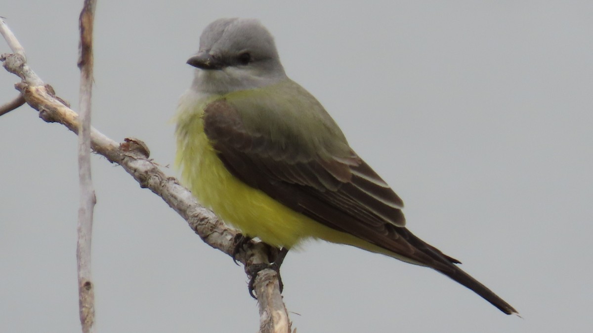 Western Kingbird - ML618652811