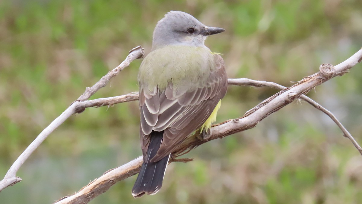 Western Kingbird - ML618652812