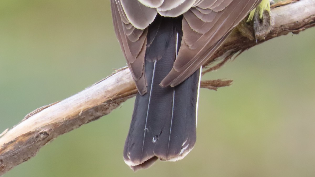 Western Kingbird - ML618652813