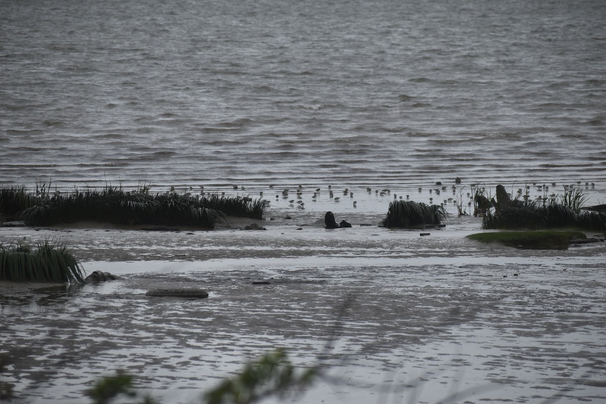 Calidris sp. (petit bécasseau sp.) - ML618652838