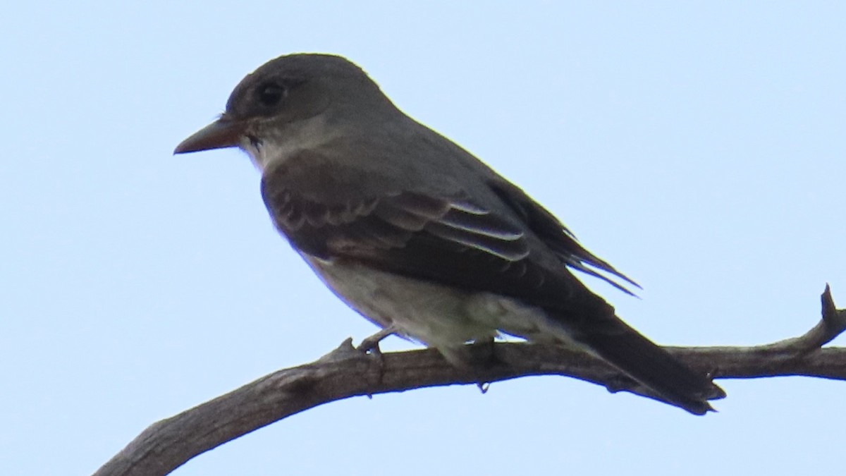 Olive-sided Flycatcher - ML618652845