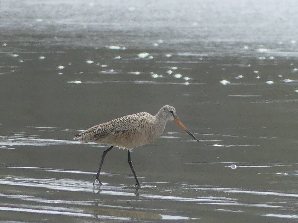 Marbled Godwit - Simone Littledale