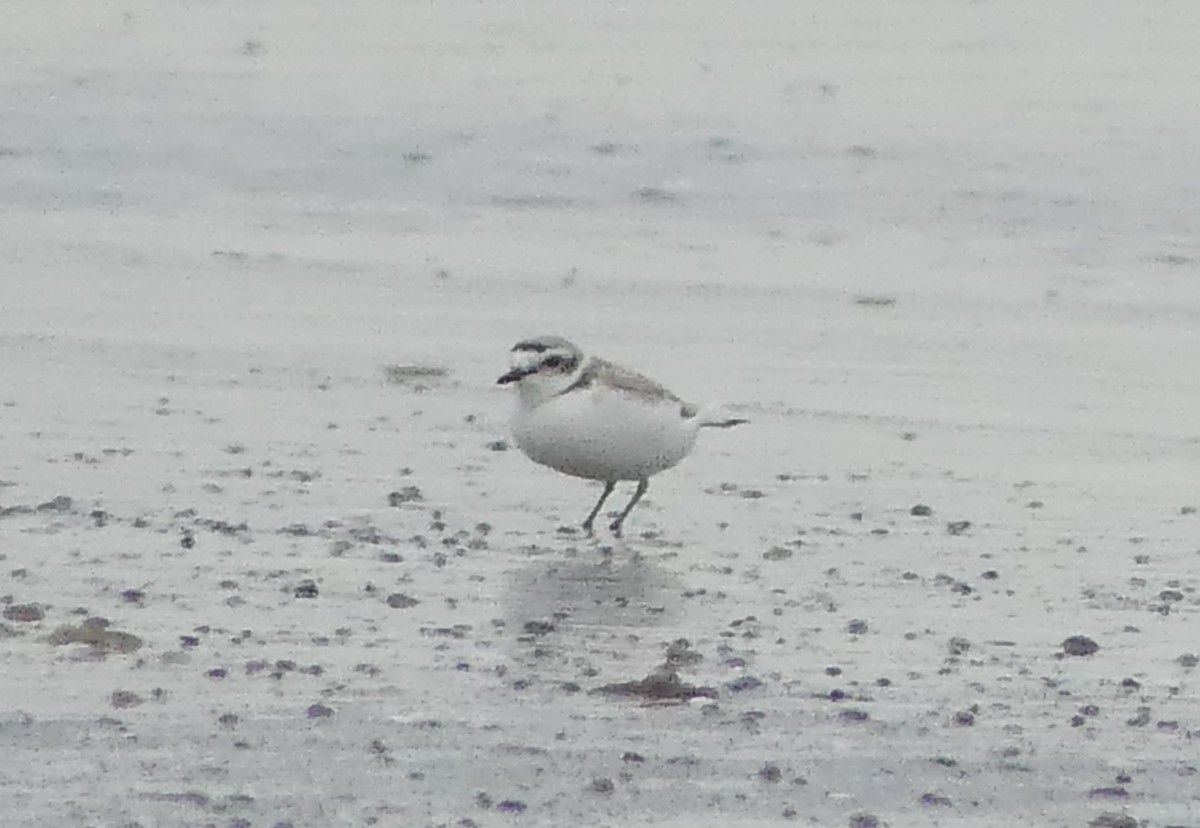 Snowy Plover - Simone Littledale