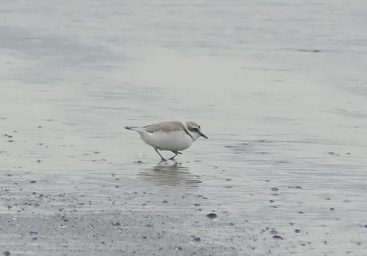 Snowy Plover - Simone Littledale