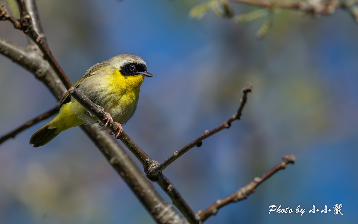 Common Yellowthroat - ML618652869