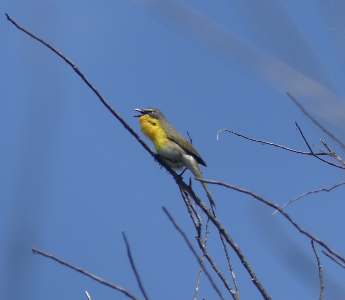 Yellow-breasted Chat - ML618652883