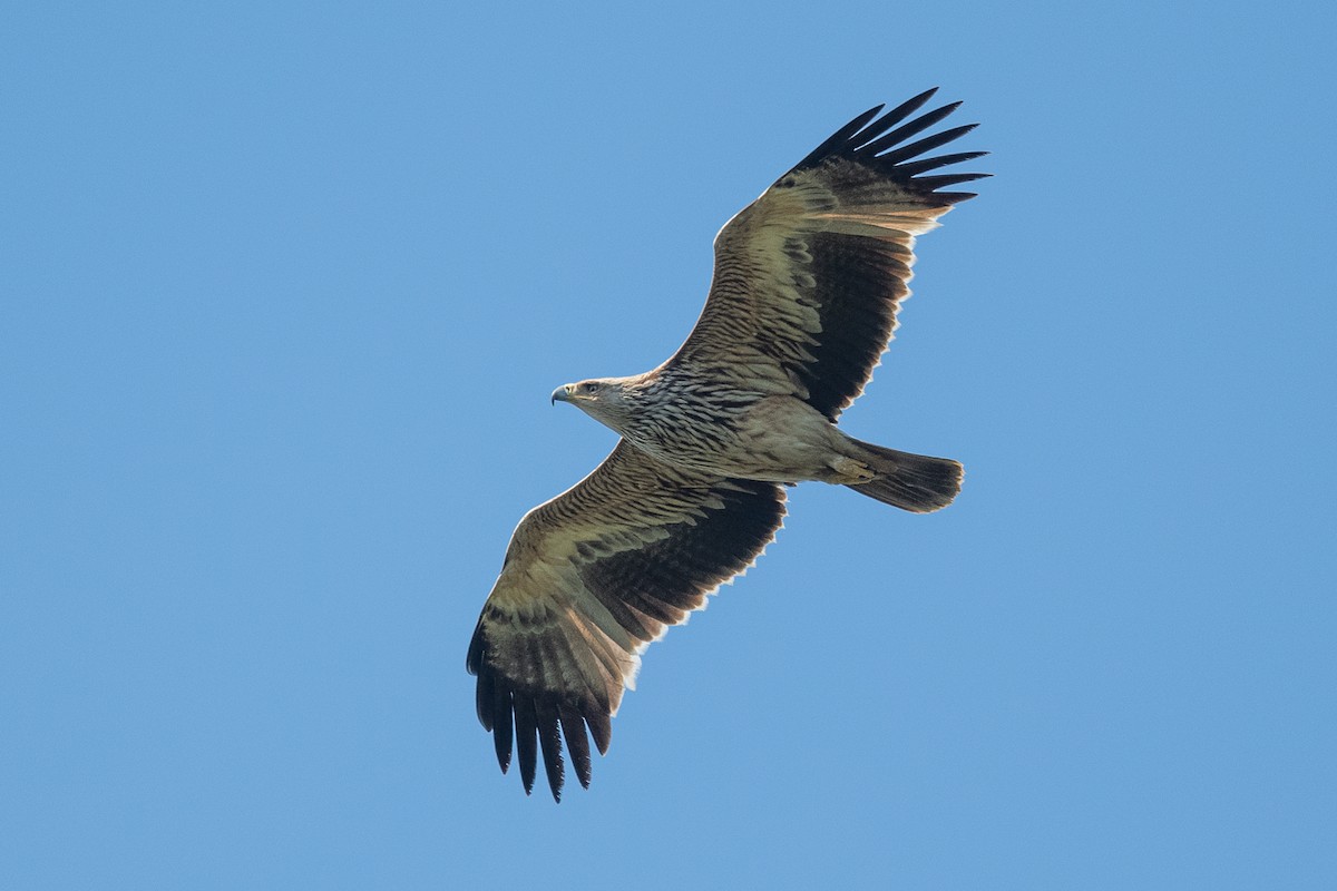 Águila Imperial Oriental - ML618652896