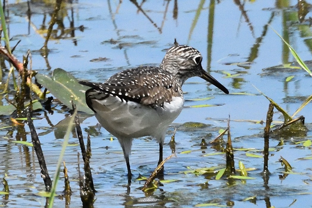 Solitary Sandpiper - ML618652928