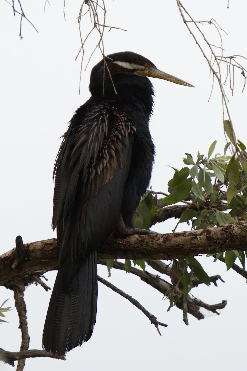 Anhinga d'Australie - ML618652951