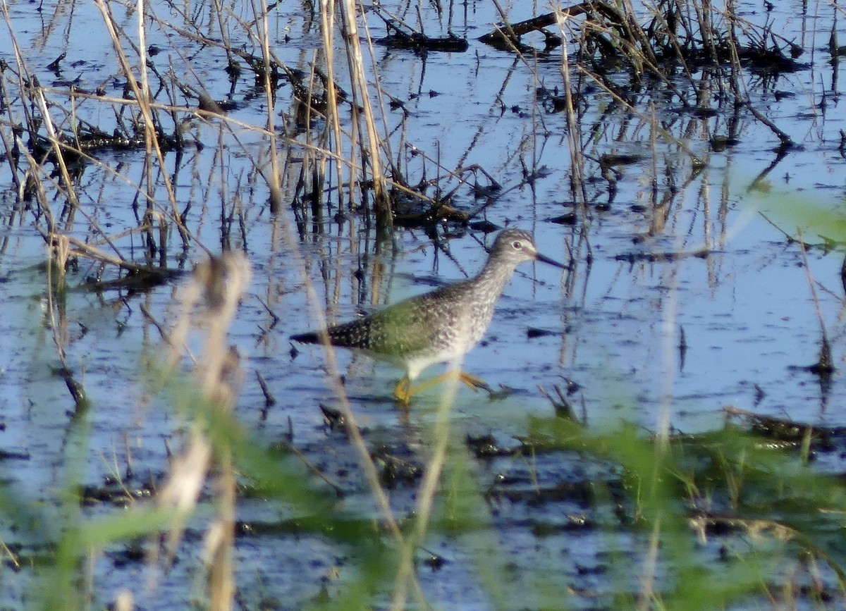 Lesser Yellowlegs - ML618652977