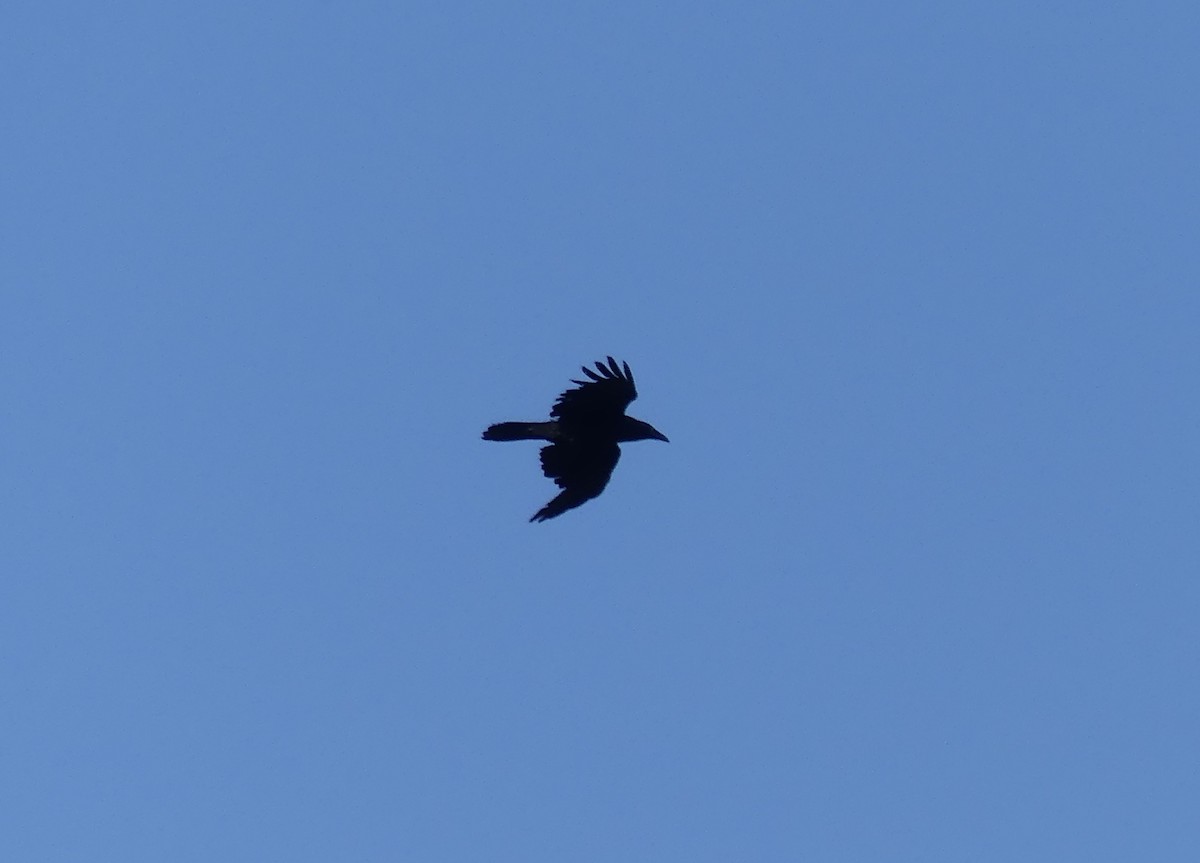 Common Raven - ML618652978