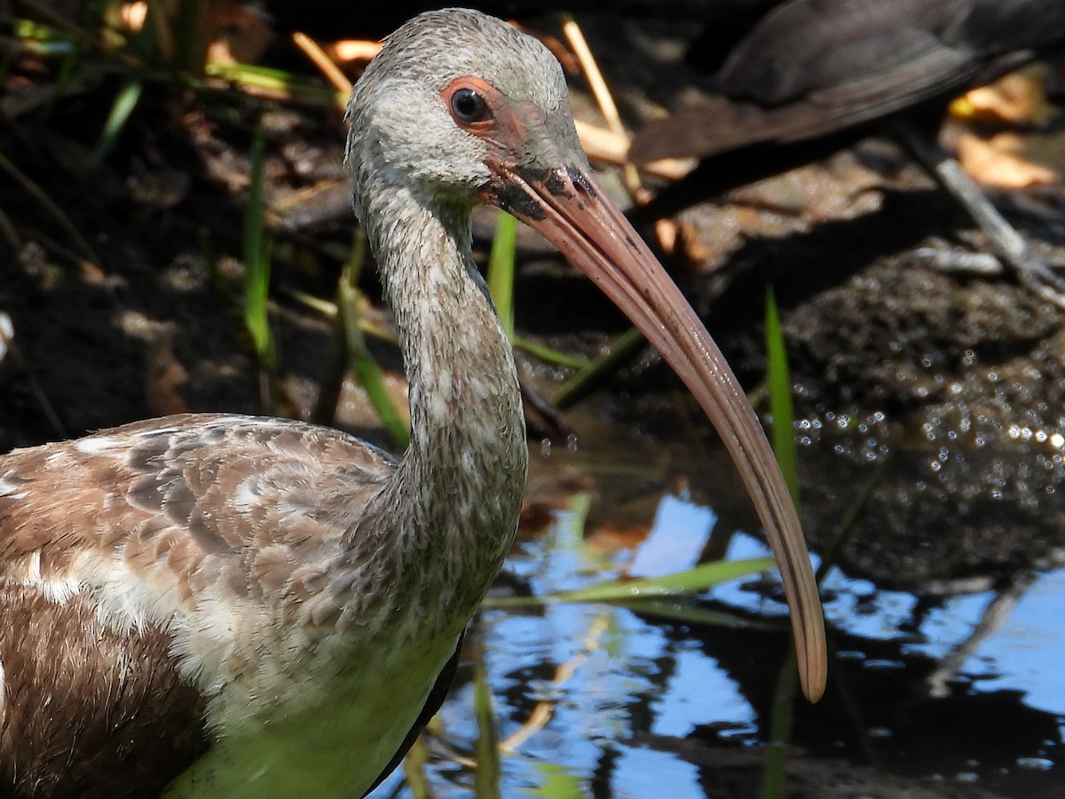 Ibis Blanco - ML618652979