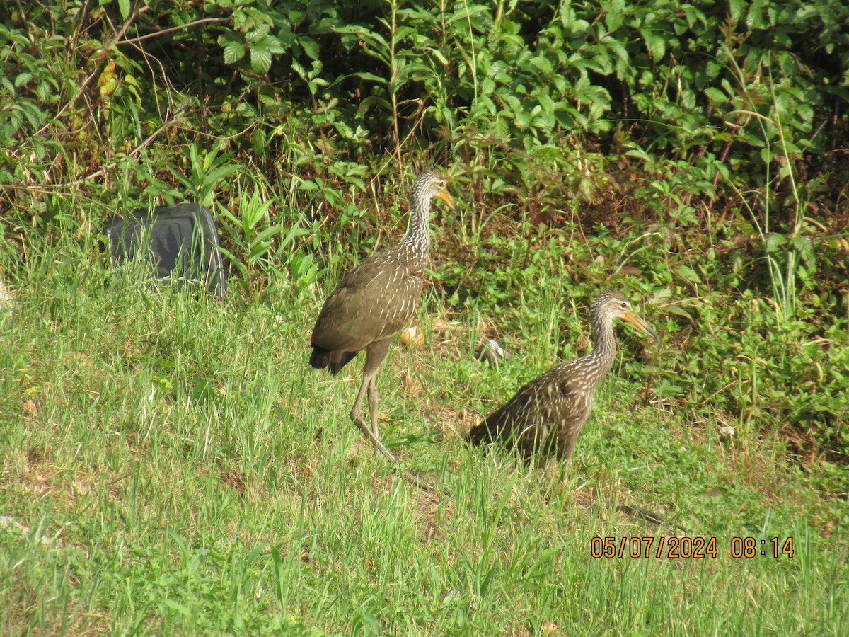 Limpkin - ML618652989