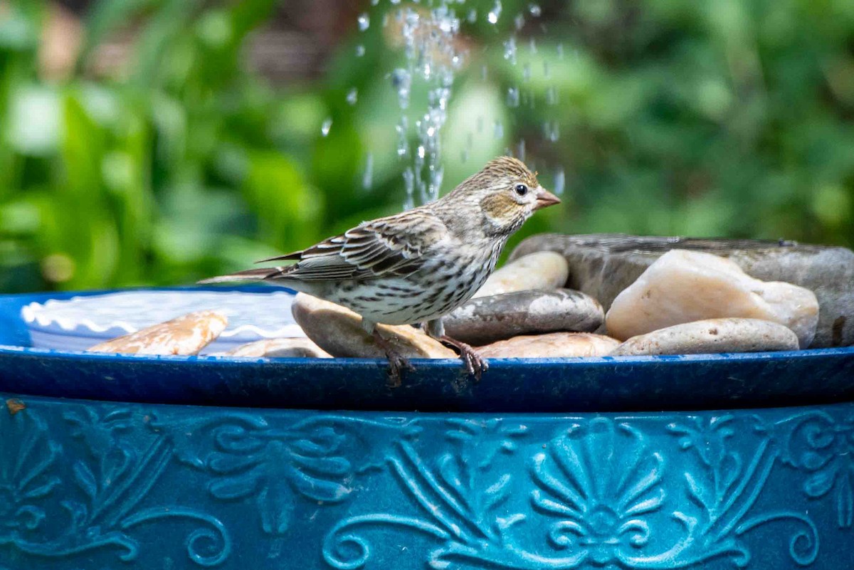 Cassin's Finch - ML618652994