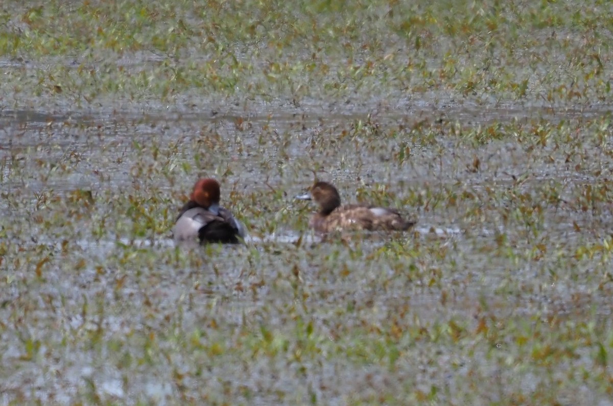 Ruddy Duck - ML618652998