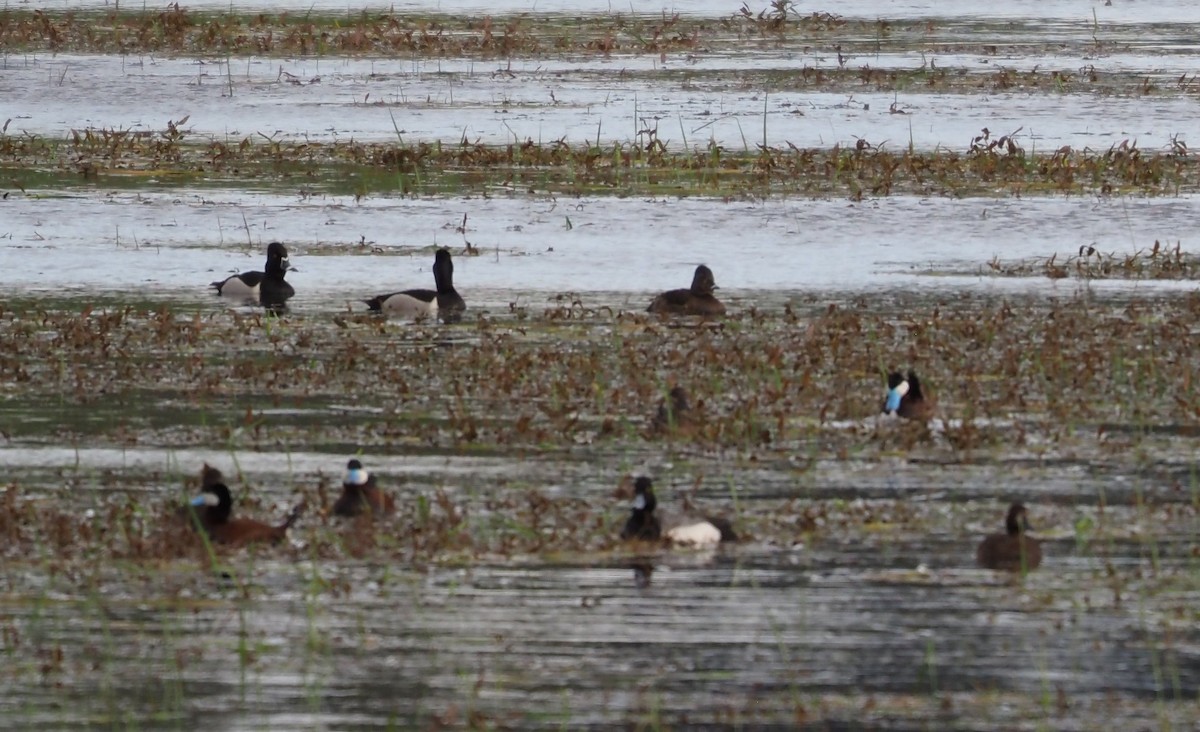 Ruddy Duck - ML618652999