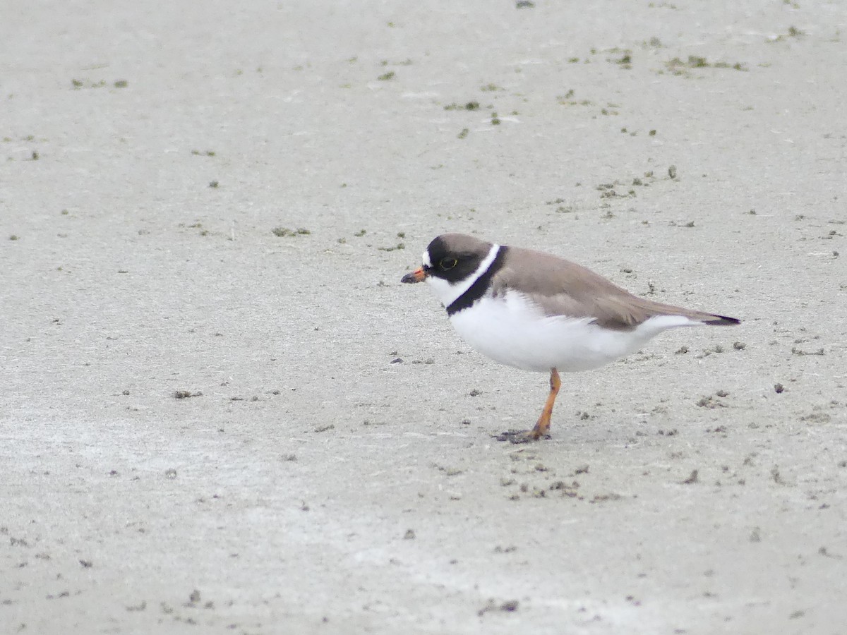 Semipalmated Plover - Simone Littledale