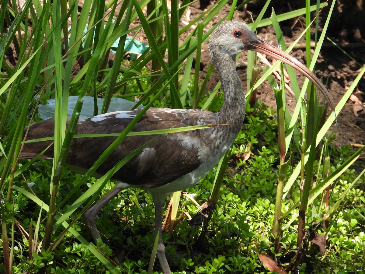 ibis bílý - ML618653025