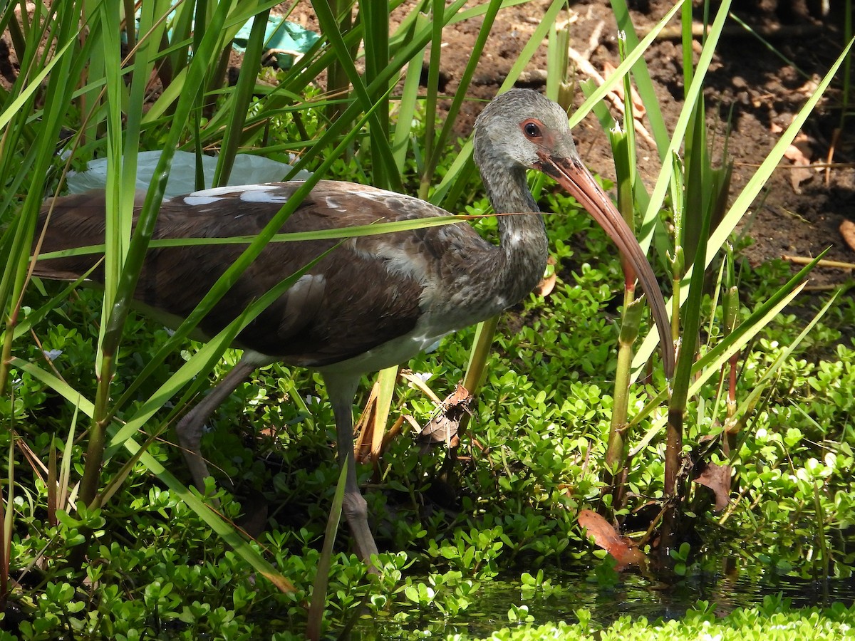 ibis bílý - ML618653028