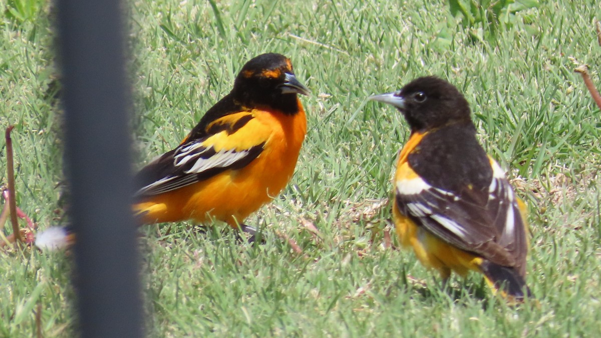 Hybride Oriole de Bullock x O. de Baltimore - ML618653038