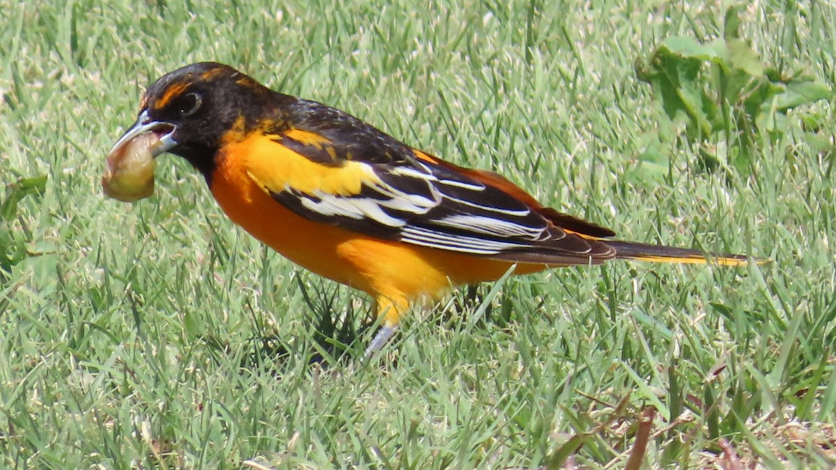 Bullock's x Baltimore Oriole (hybrid) - ML618653040