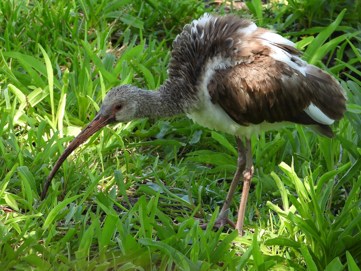 White Ibis - ML618653046