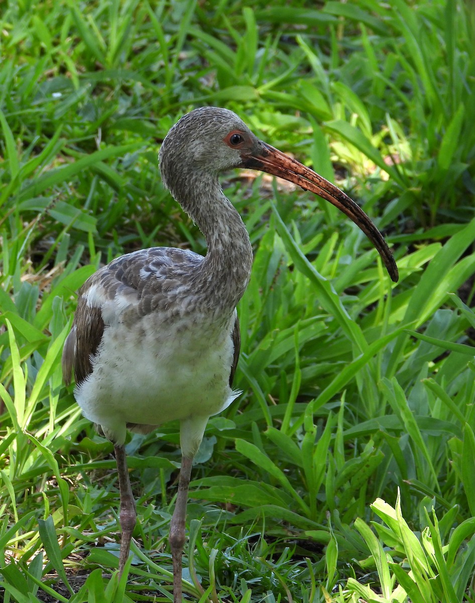 ibis bílý - ML618653047