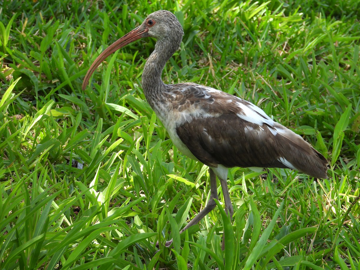 ibis bílý - ML618653067