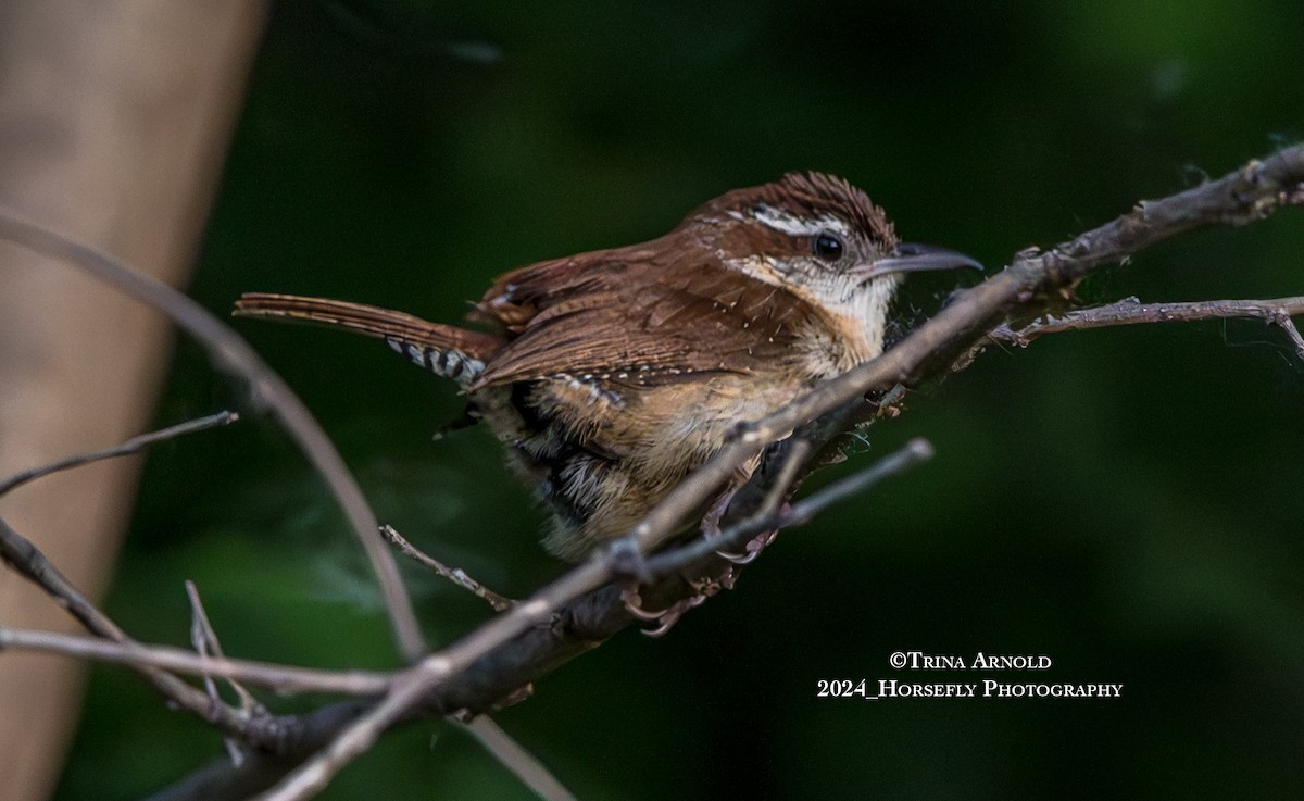 Carolina Wren - ML618653072