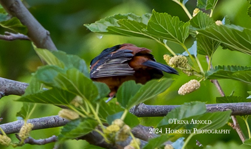 Orchard Oriole - Trina Arnold