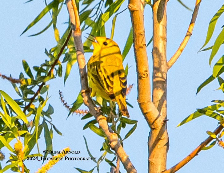 Yellow Warbler - ML618653090