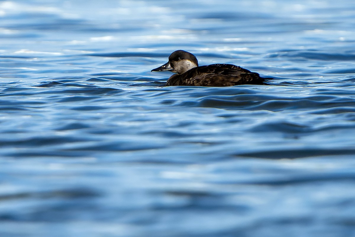 Common Scoter - ML618653098