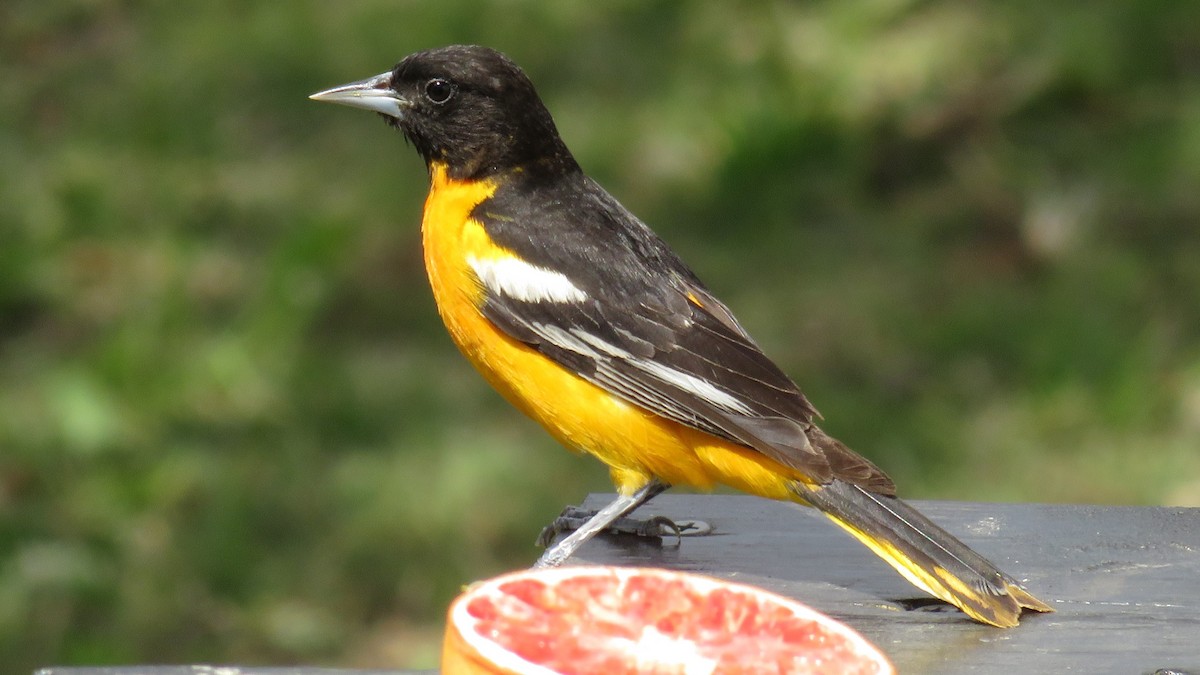 Baltimore Oriole - ML618653103