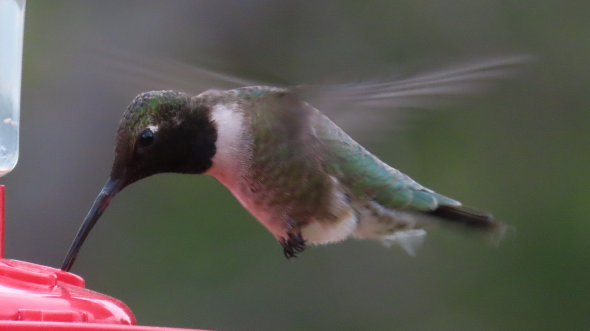 Black-chinned Hummingbird - Christopher Frick
