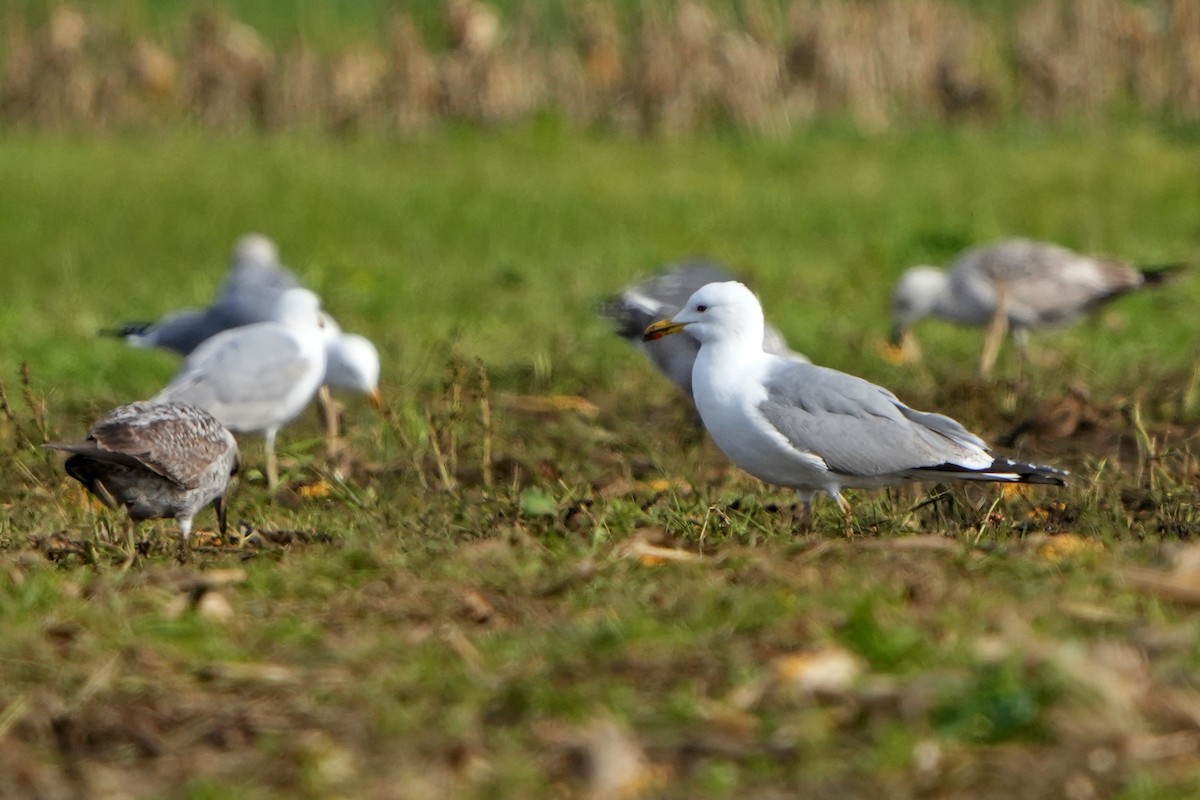 Herring Gull - Daniel López-Velasco | Ornis Birding Expeditions