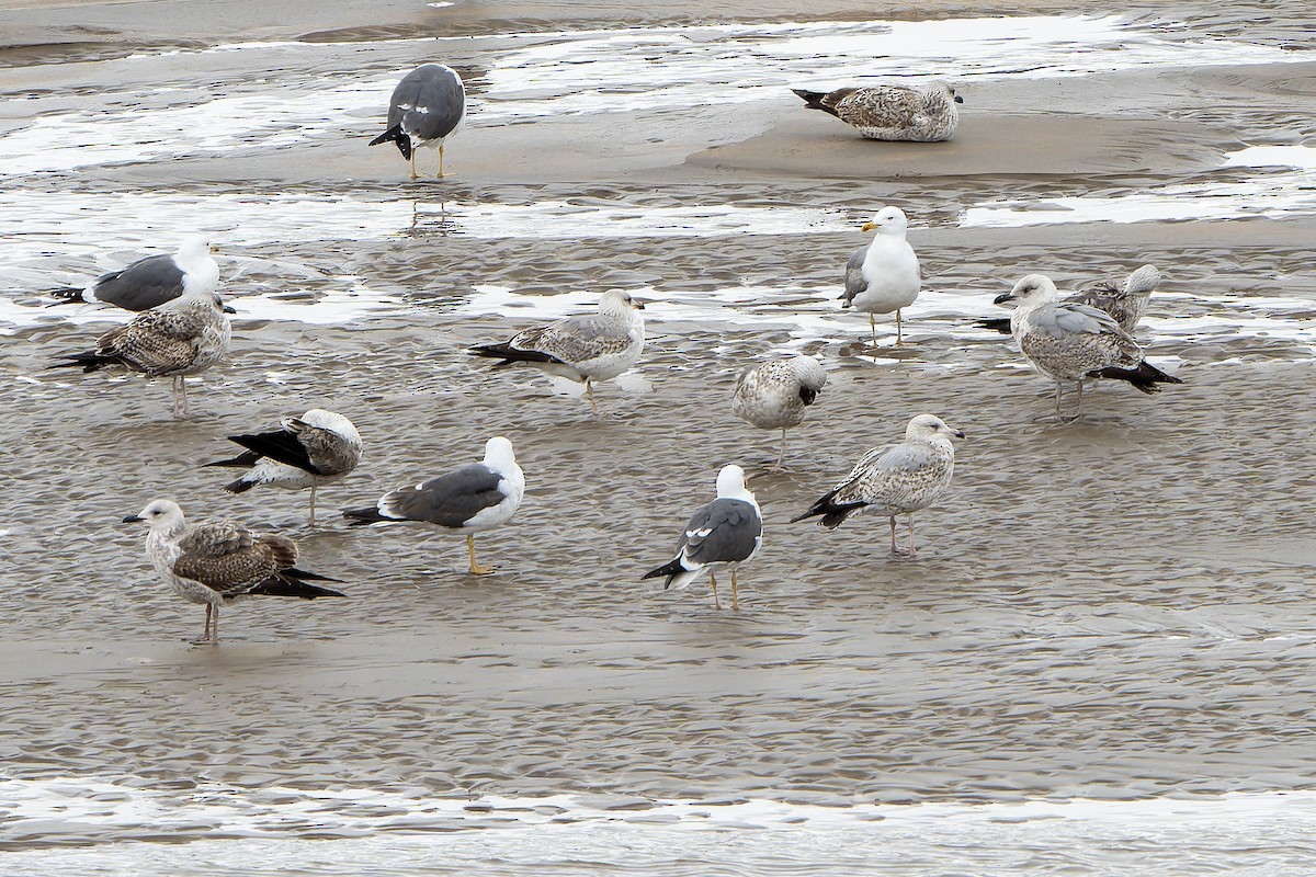 Herring Gull - Daniel López-Velasco | Ornis Birding Expeditions