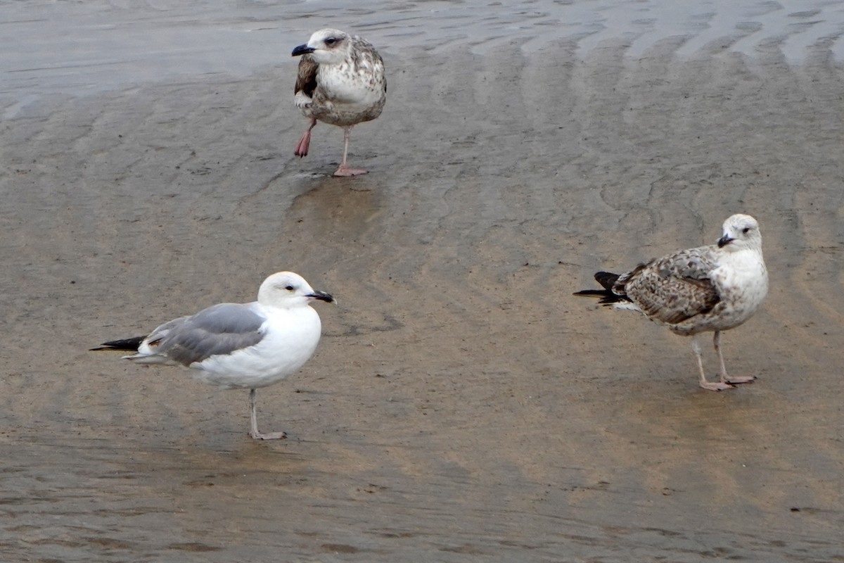 gull sp. - ML618653200