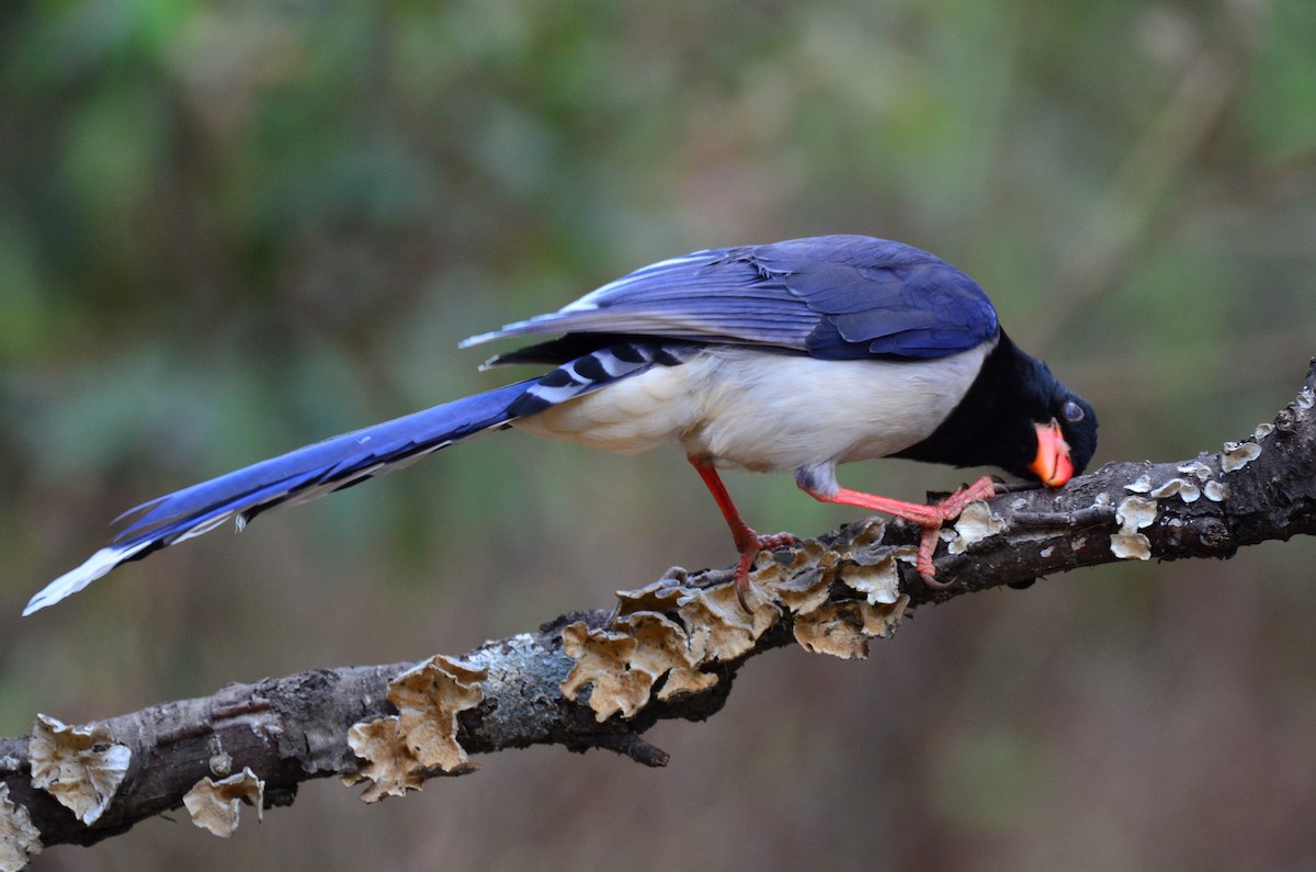 Red-billed Blue-Magpie - ML618653245